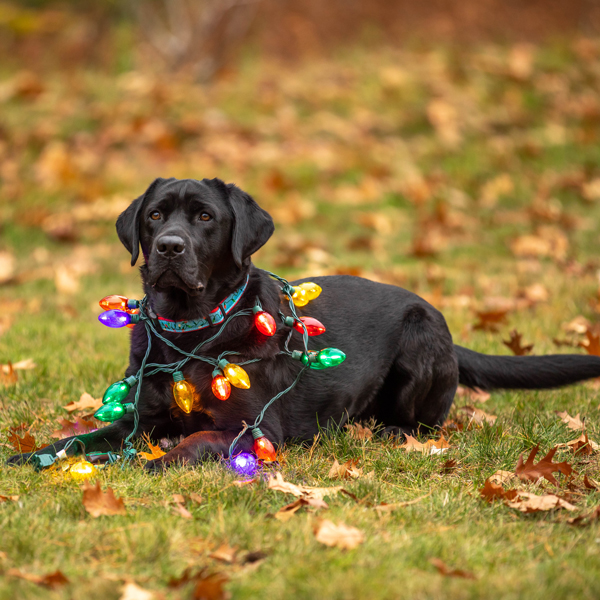 custom pet play collars