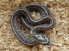 Corn Snake - Pantherophis guttatus - Small - Ghost Tessera