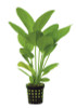 Echinodorus harbii 5cm Pot