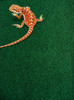 Komodo reptile Carpet 120 x 60cm