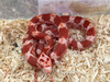 Corn Snake - Pantherophis guttatus - Amel