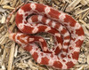 Corn Snake - Pantherophis guttatus - Amel 2