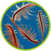 brine shrimp artemia