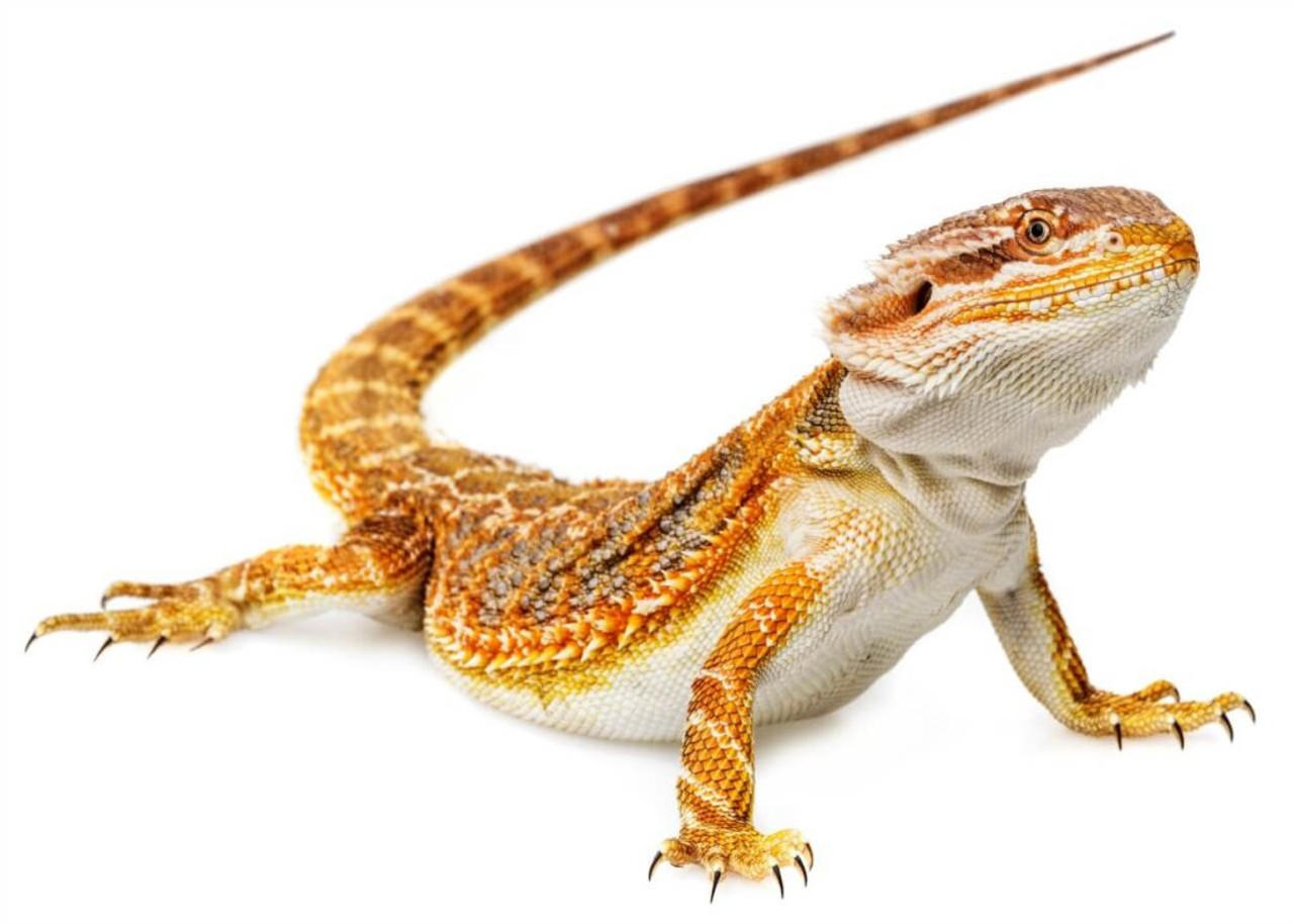 Bearded Dragon