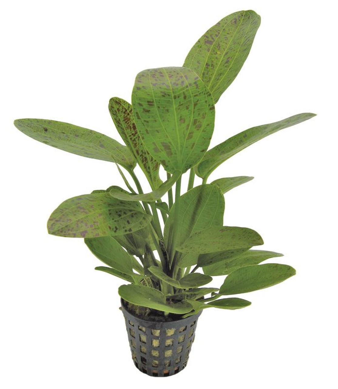 Echinodorus ozelot Green 5cm Pot