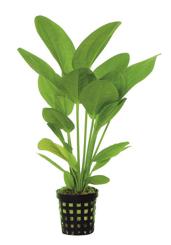 Echinodorus harbii 5cm Pot