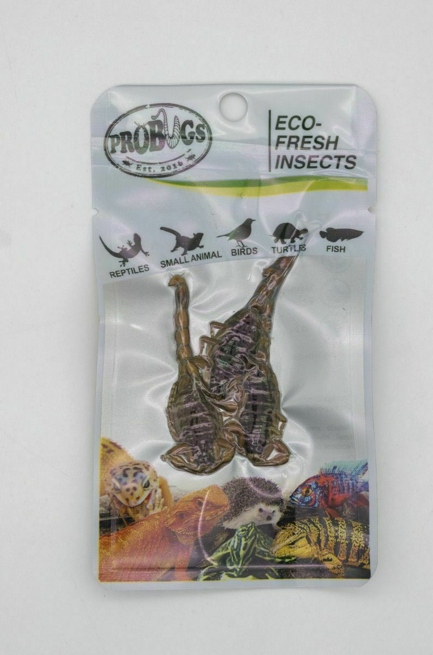 ProBugs Eco-Fresh Scorpion Insects (3pcs) Reptile Food