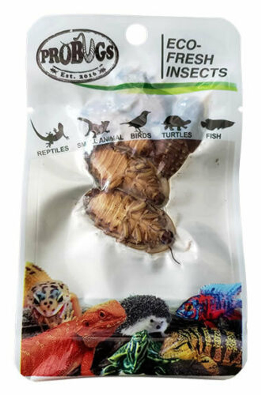 ProBugs Eco-Fresh Dubia Cockroach Insects (5pcs) Reptile Food