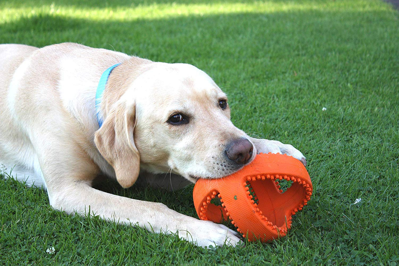 Happy Pets Grubber Football Large labrador lying