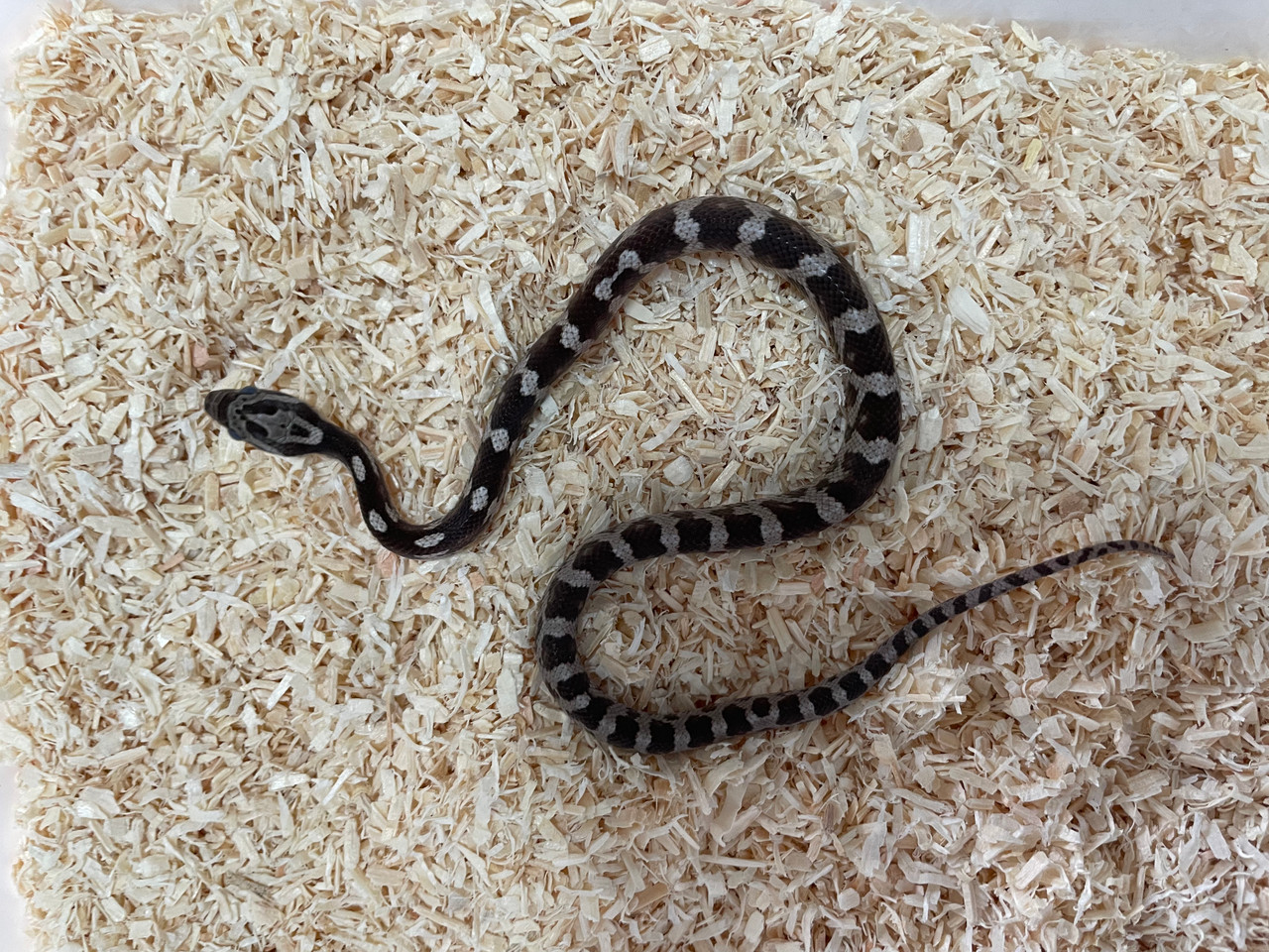 Corn Snake - Pantherophis guttatus - Anery