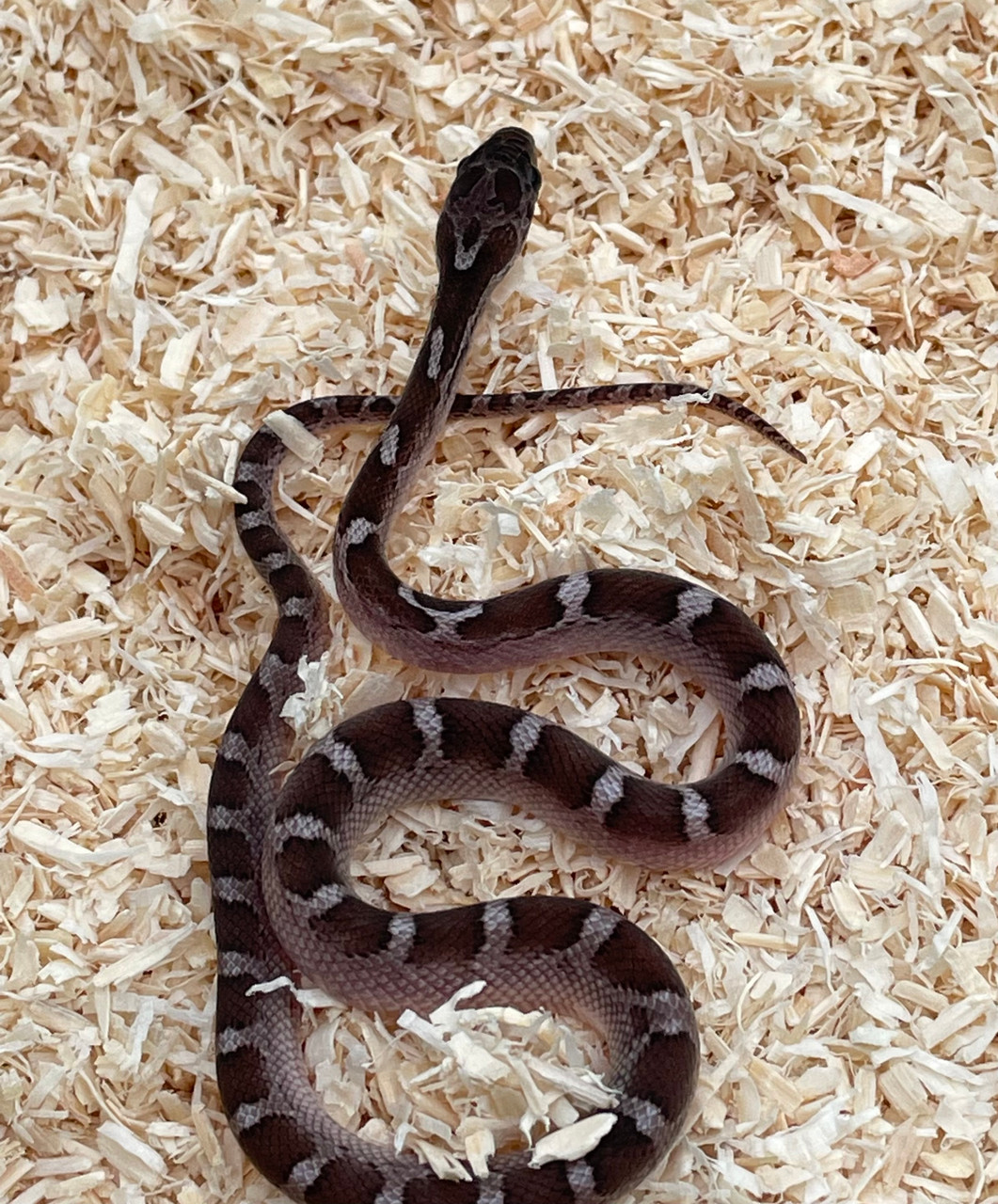 Corn Snake - Pantherophis guttatus - Pied Anery