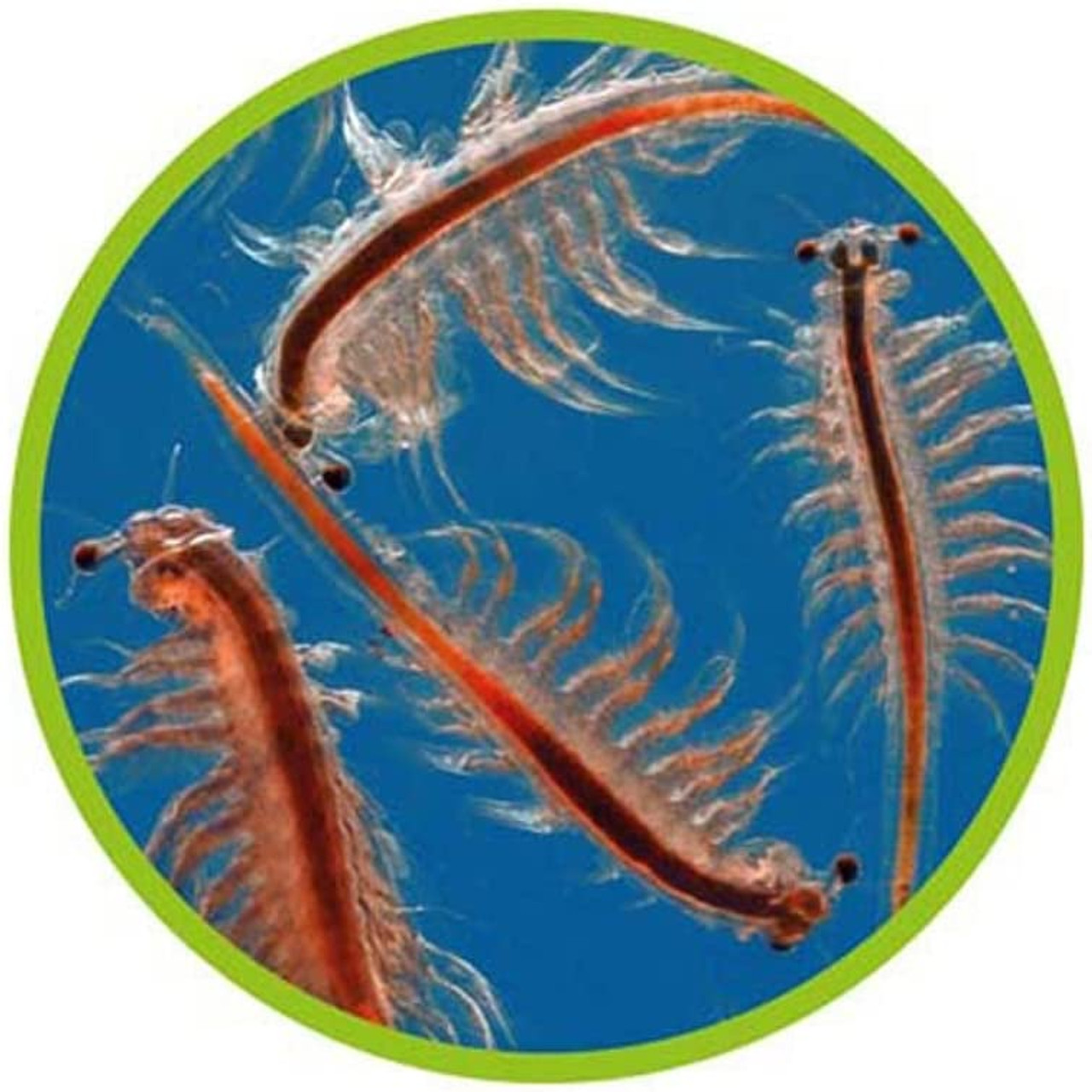 brine shrimp artemia