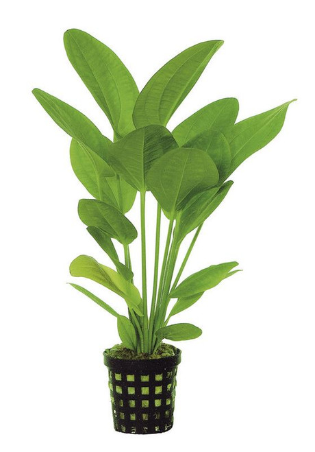 Echinodorus harbii 5cm Pot