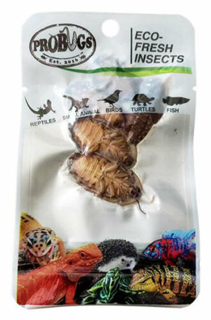 ProBugs Eco-Fresh Dubia Cockroach Insects (5pcs) Reptile Food