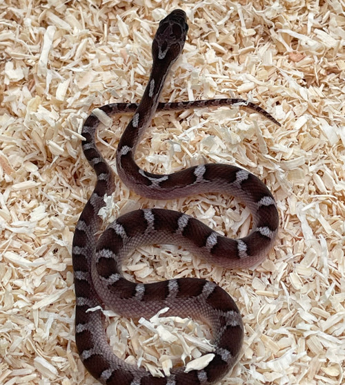 Corn Snake - Pantherophis guttatus - Pied Diffused