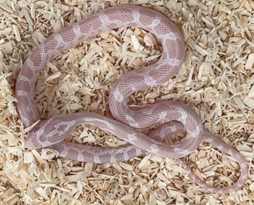 Corn Snake - Pantherophis guttatus - Snow 2