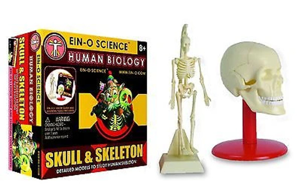 EIN-O Skeleton Box Kit - Human Biology