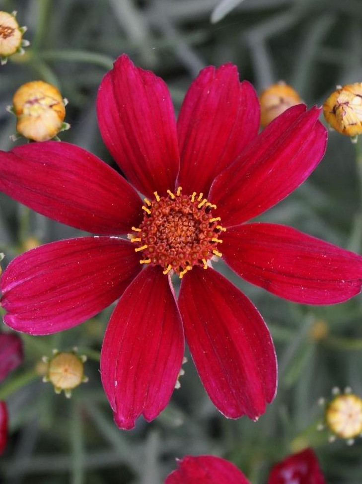 Coreopsis 'Red Satin' - Plant More Natives