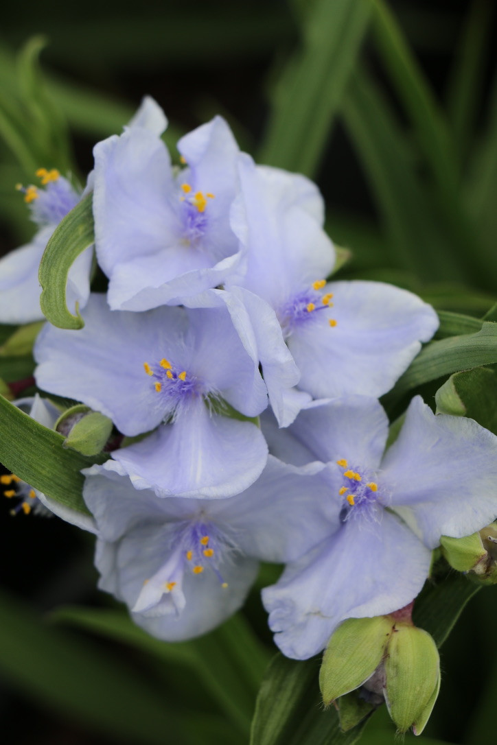 Tradescantia 'Ocean Blue' - Plant More Natives