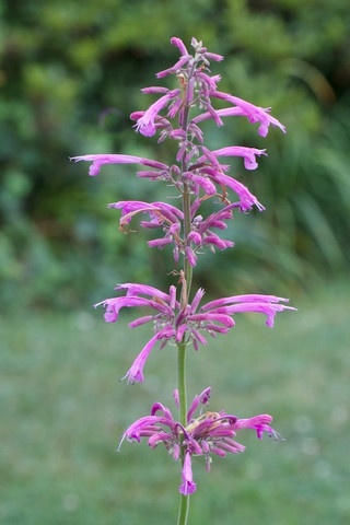 Agastache 'Tutti Fruitti'