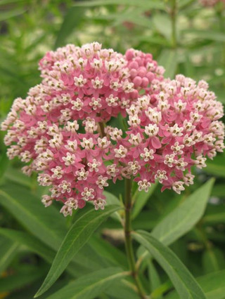 Asclepias incarnata