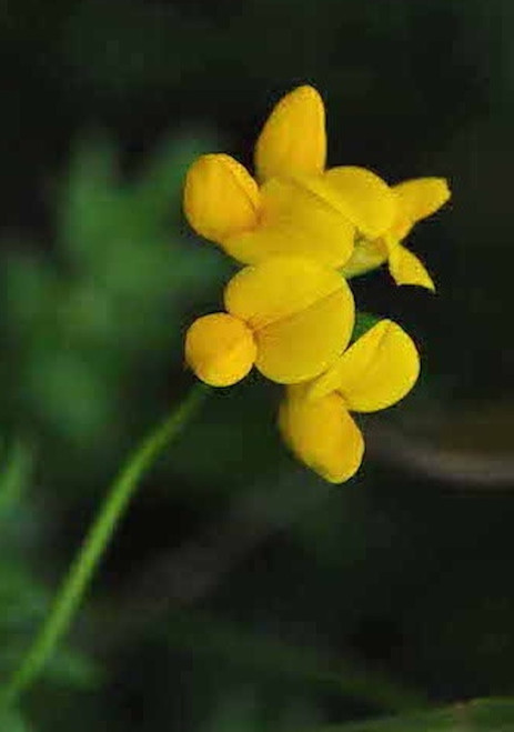 Baptisia tinctoria
