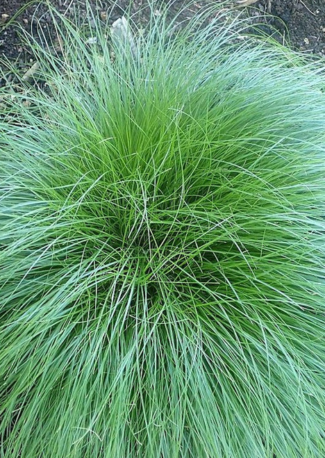 Carex texensis