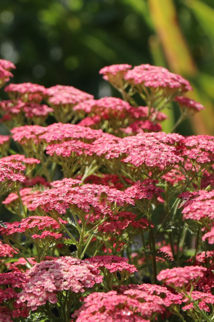Achillea 'Apricot Delight'