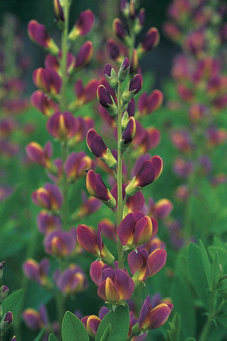 Baptisia 'Twilight Prairieblues'