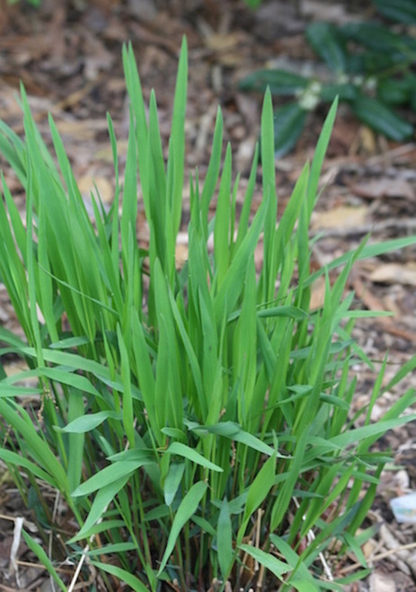 Chasmanthium latifolium