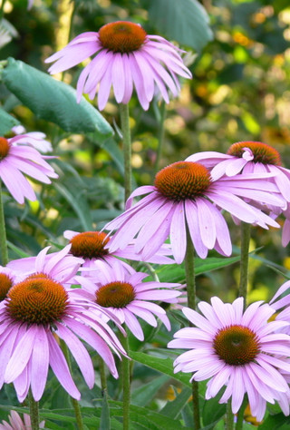 Echinacea purpurea