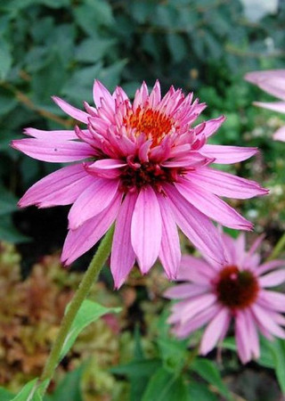 Echinacea 'Doubledecker'