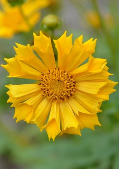 Coreopsis 'Jethro Tull'