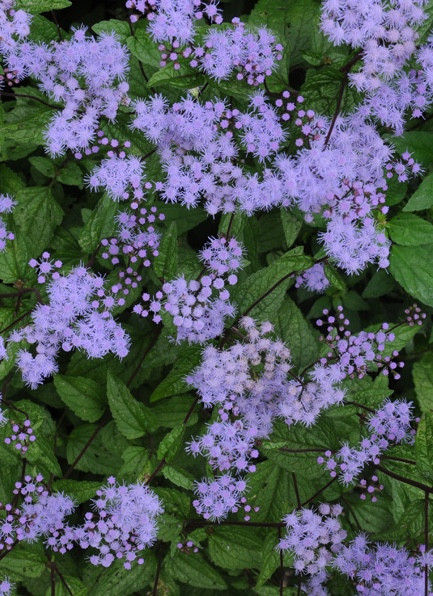 Eupatorium 'Cori'