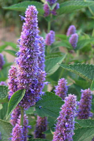 Agastache rugosa 'Honey Bee Blue'