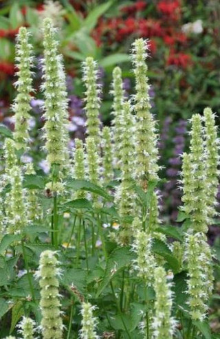 Agastache 'Honey Bee White'