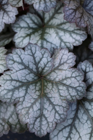 Heuchera 'Glitter'