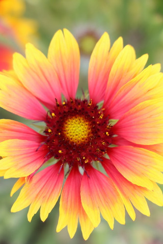 Gaillardia 'Goblin'