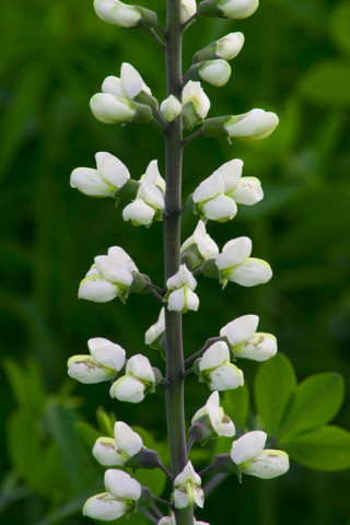 Baptisia alba