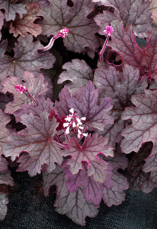 Heucherella 'Plum Cascade'