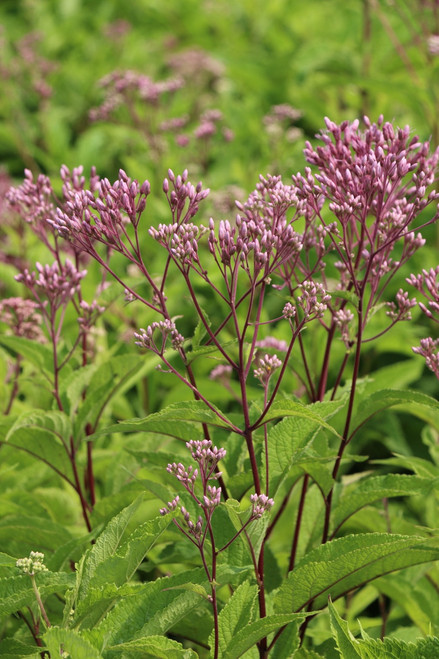 Eupatorium 'Atropurpureum'