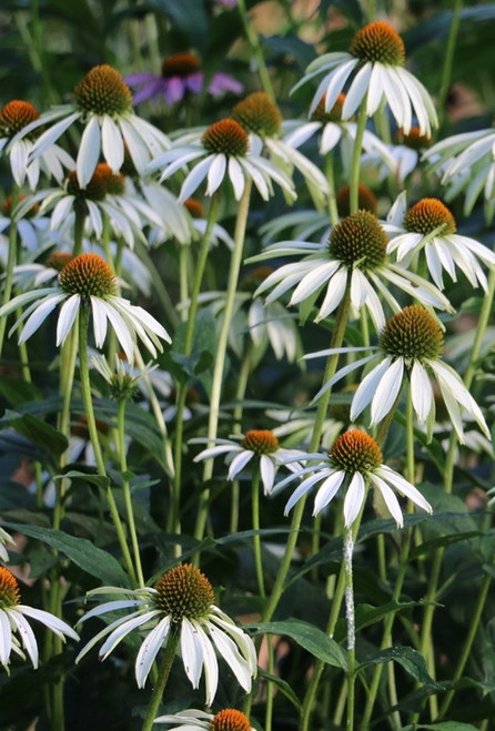 Echinacea 'White Swan'