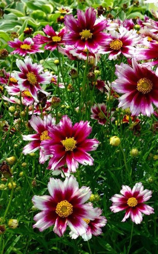 Coreopsis 'Starstruck'