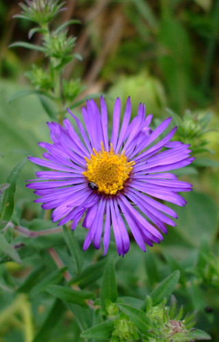 Aster novae-angliae