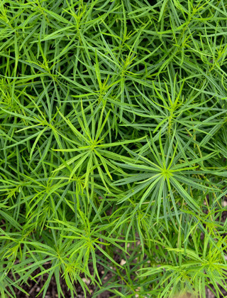 Amsonia 'String Theory'