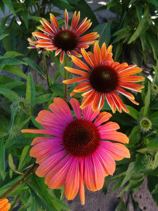Echinacea 'Rainbow Marcella'