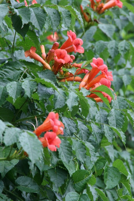 Campsis radicans