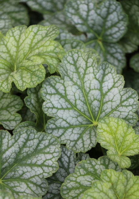 Heuchera 'Green Spice'