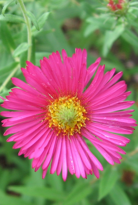 Aster 'Alma Potschke'