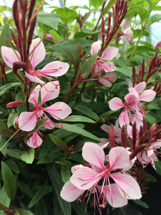 Gaura 'Pink Fountain'